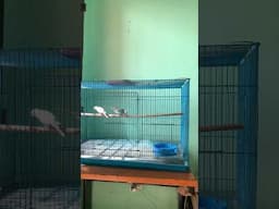 Room setup Budgies Parrot #birdslover