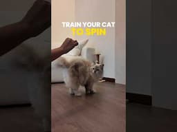 How to teach your cat to spin #cattraining #tricks #shorts