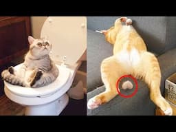 Cute and Funny Cat Videos to Keep You Smiling | Cool Pets