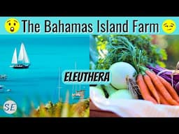 The BEST PRODUCE in The Bahamas is THE ISLAND FARM in Eleuthera [Cinnamon Rolls Too!!]