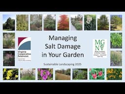 Managing Salt Damage in Your Garden