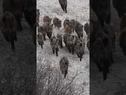 Invader Wild Boar Army is Coming! 🐗 İnanılmaz Kalabalık Domuz Sürüsü!