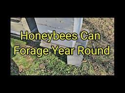 Honeybees Can Forage Year Round