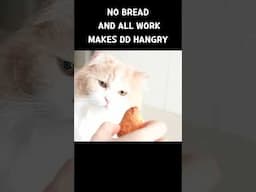 No Bread And All Work Make DD Hangry!