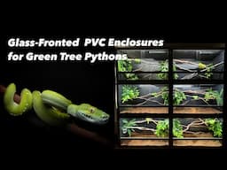 The Varanibae Enclosure (Making glass-fronted display enclosures for green tree pythons)