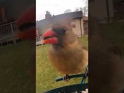 Cardinal at the feeder. #birdfeeder #birds #birdfood