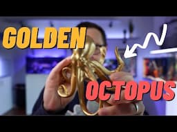 Golden Octopus, Free Waterbox Tank, Brine Shrimp Hatchery, MFFT Website Disaster, The Gallery 27