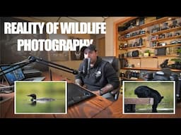 The Reality of WILDLIFE Photography | Loons & Black Bears