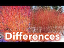 Cardinal VS Midwinter Fire Red Twig Dogwood, real life comparison