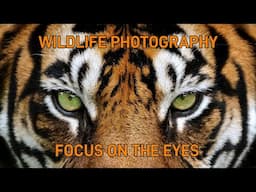 How to Focus on the Eyes in Wildlife Photography