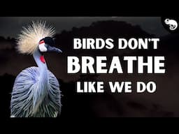 Birds Don't Have Lungs Like We Do - They Have Something WAY Better!