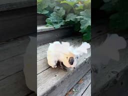 Victoria Cockatoo Is So Excited #cockatoo #happypets #adoptdontshop