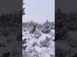 Big ‘Ol Buck with Sweet In-line, Idaho Winter Range December 2023