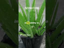 Aloe vera in harsh conditions