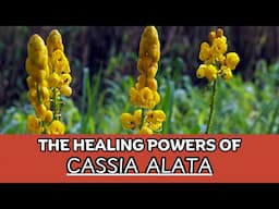 Detox, Inflammation & More: The Medicinal Uses of Cassia Alata (King of the Forest)