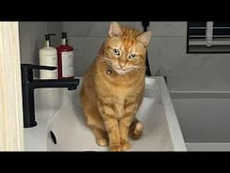 I Can't With These Cats!!   Silly and Funny Cats Video