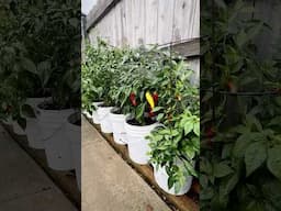 Peppers - Easiest to Maintain Late in the Season!