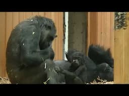 Happy little family. Matadi, Mambele, Vizazi and Thandie.