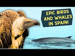 EPIC WILDLIFE TOUR IN SOUTH SPAIN!