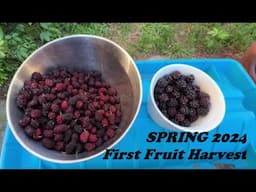 First Fruits of the Year 2024, Mulberry/Blackberry Harvest