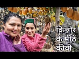 || Kiwi Season|| Kinnaur HP || First snowfall||