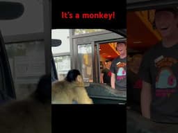 It’s a monkey! #monkeys #reaction #drivethru #shorts