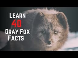 40 Amazing Gray Fox Facts