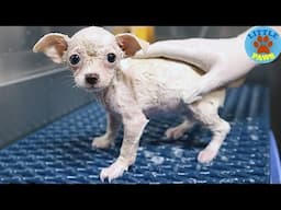 Rescue a Poor Puppy with Severely Mange and Had Given Up Hope Gets Recover