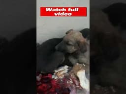 WOW 😰 puppies rescued 😞 #dog #shorts