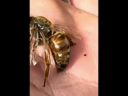 I Found a Dead Queen Bee #bees #beehive #beekeeper #australia #bees #honeybee #honey