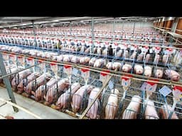 Largest Pig Raising Farm In World - Pork Slaughter & Cutting Line - Dairy Breeding & Milking Process