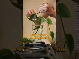 Indoor Vines That Grow in Water and Thrive #indoorplants #waterplants