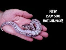 First Look at New Bamboo Hatchlings!