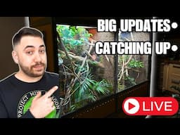 REPTILIATUS LIVESTREAM! CATCHUP + BIG PROJECTS AND UPDATES