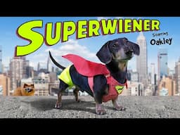 SUPERWIENER! - The Funny Wiener Dog Superhero