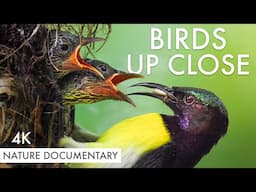 The Incredible World of SUNBIRDS - Part Of The Flock Ep. 5 | Nature Documentary & Bird Photography