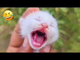 Funniest Animals 2023 😍 Best Cats and Dogs Videos 😻🐶 Part 18