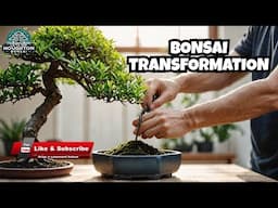 From Messy to Mesmerizing: Bonsai Redesign (2025)