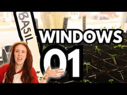 Windowsill Seed Starting! THE Guide You Need. 🪟