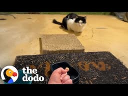 It Took Months For Stray Cat To Walk Inside Woman's Apartment | The Dodo