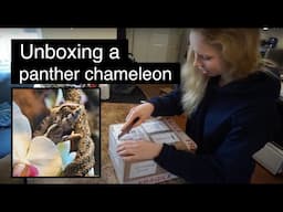 Panther Chameleon unboxing!