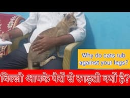 बिल्ली पैरों से रगड़ती क्यों हैं? Why do cats rub against legs?