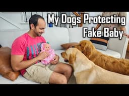 Dog Protecting Baby 👶 Fake Baby Prank on my Dogs @ouramericandream1183