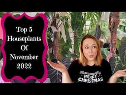 Top 5 (plus a bonus) Houseplants Of November 2022