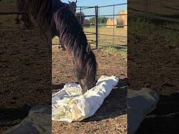 One of the easiest, most fun horse enrichment ideas. A forage roll. Put food on a tarp and roll up.