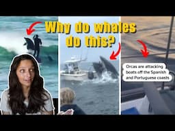 Marine Biologist reacts to viral whale videos