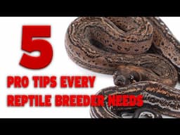 Top 5 Pro Tips Every Reptile Breeder Needs to Know | Build a Successful Reptile Business