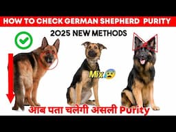 How to Check Purity Of German Shepherd 2025 || German Shepherd puppy purity check