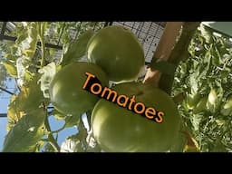 Growing determinate and indeterminate tomatoes.