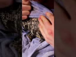 LARGE Reptile INJECTION (medicine)! #shorts